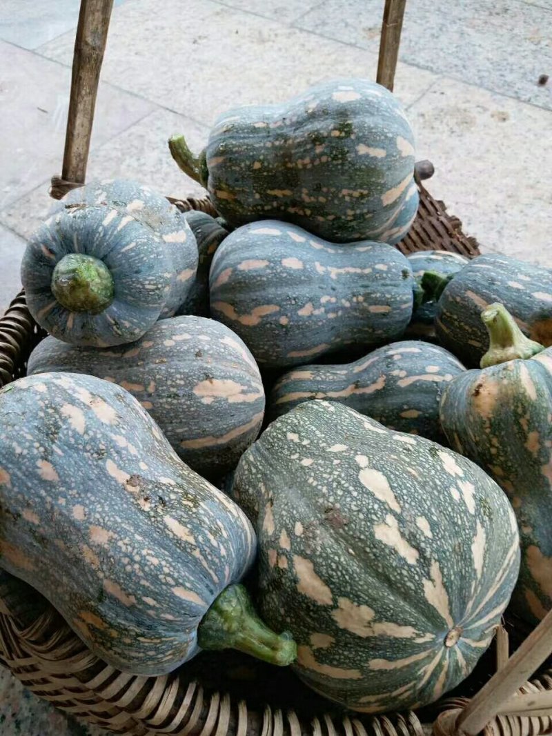 粟子南瓜，