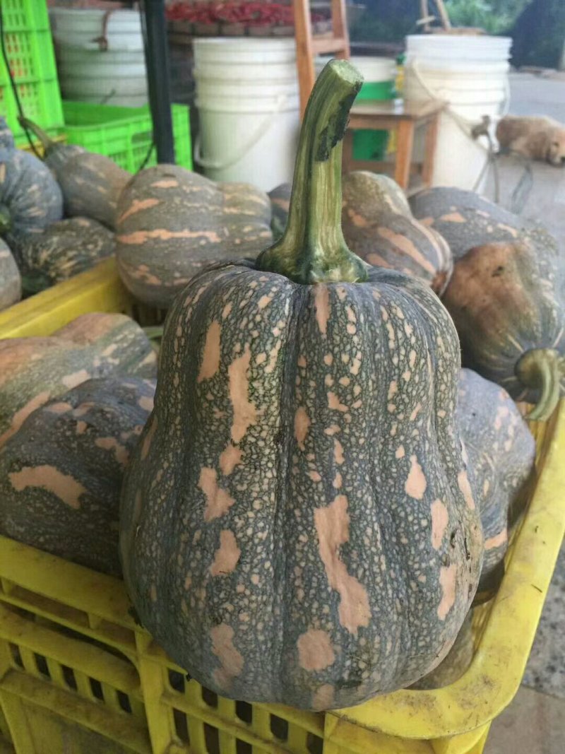 粟子南瓜，