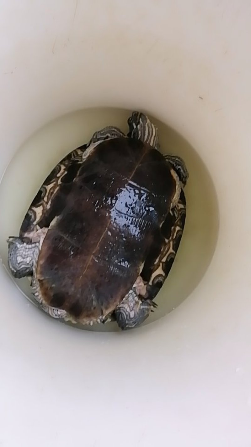 龟