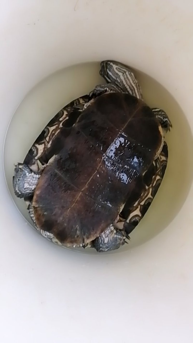 龟
