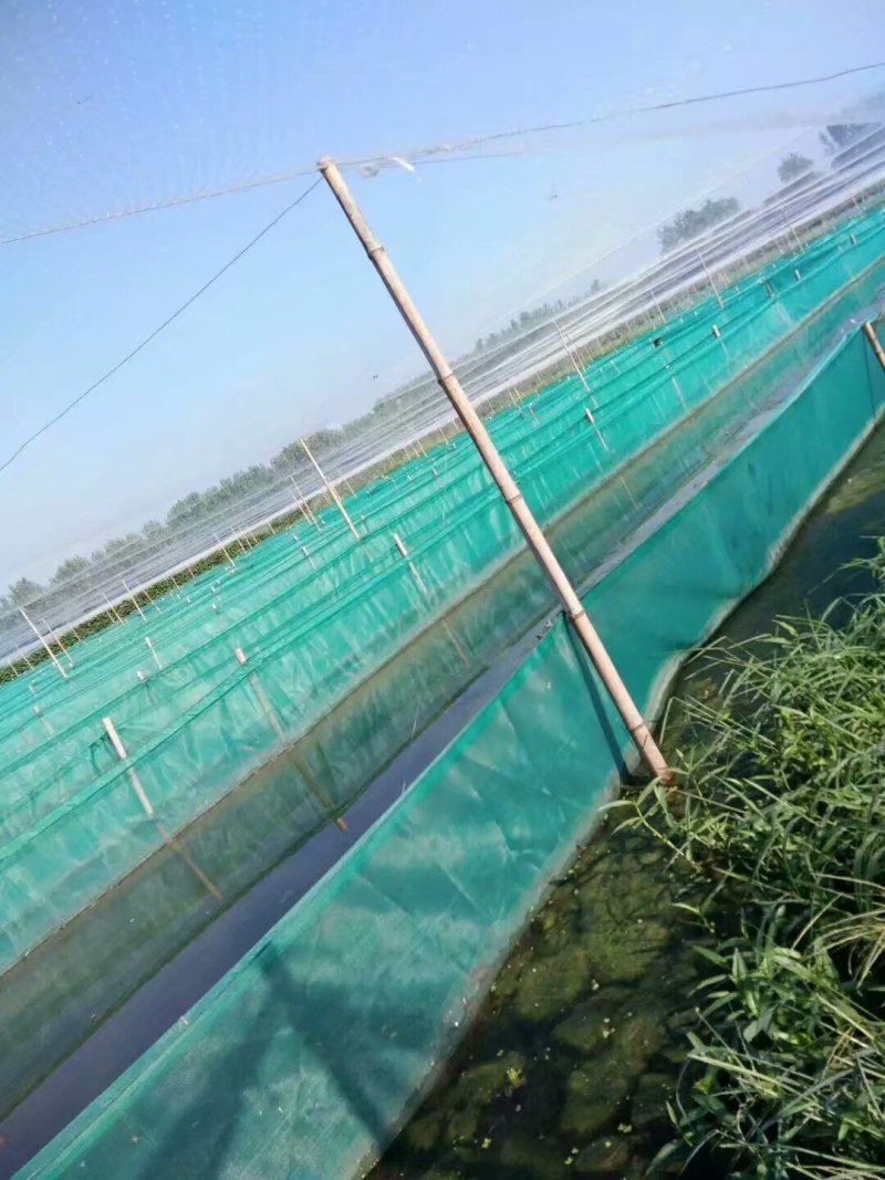 水蛭养殖蚂蟥苗种苗供应