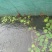 水蛭养殖蚂蟥苗种苗供应