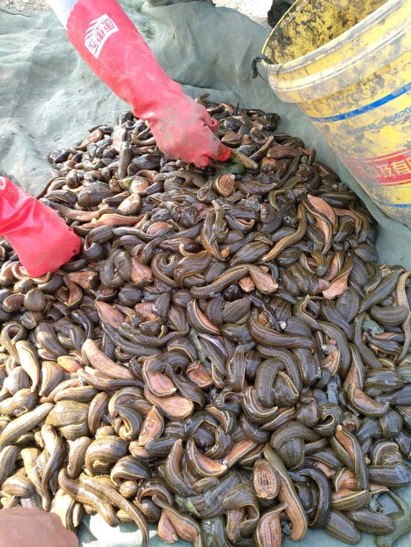 水蛭养殖蚂蟥苗种苗供应
