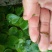 水蛭养殖蚂蟥苗种苗供应
