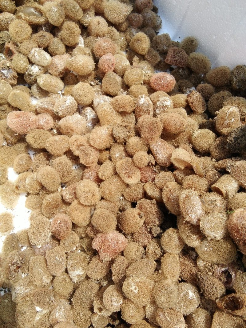 水蛭养殖蚂蟥苗种苗供应