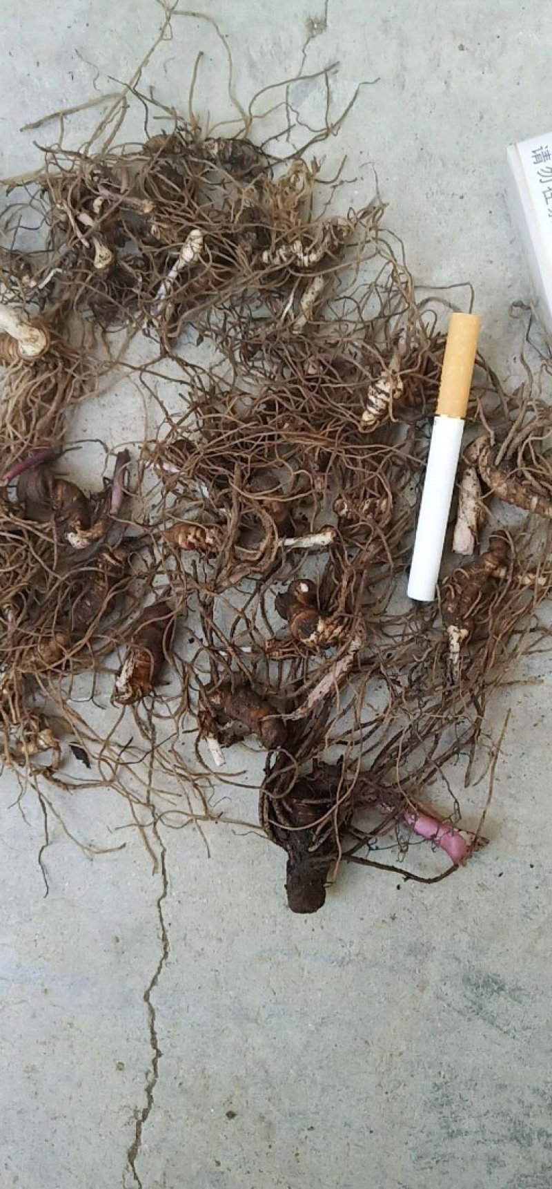 华重楼块茎鲜货，全芽头
