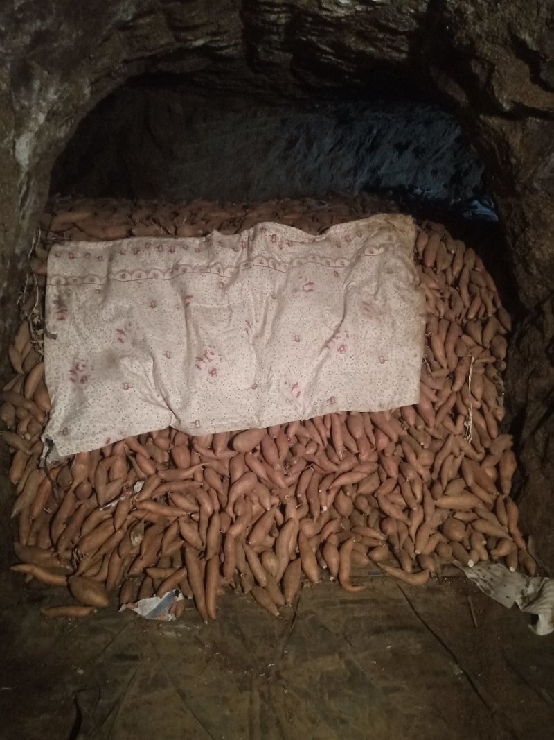 烟薯25货源充足质量永远永远