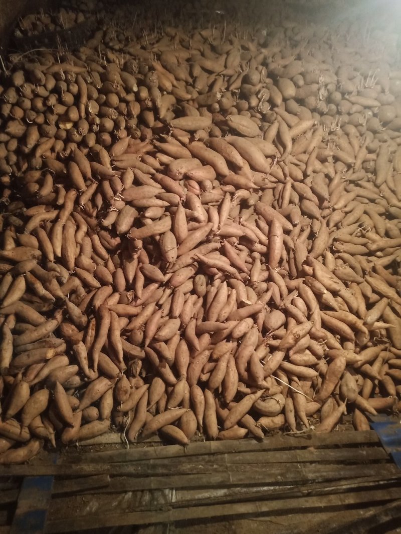 烟薯25货源充足质量永远永远