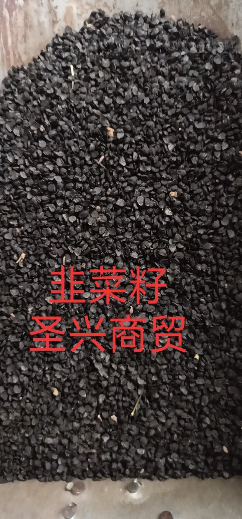 韭菜籽药用韭菜子纯韭菜籽不是种子正规药材批发价中药材