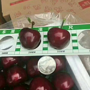 美早大樱桃
