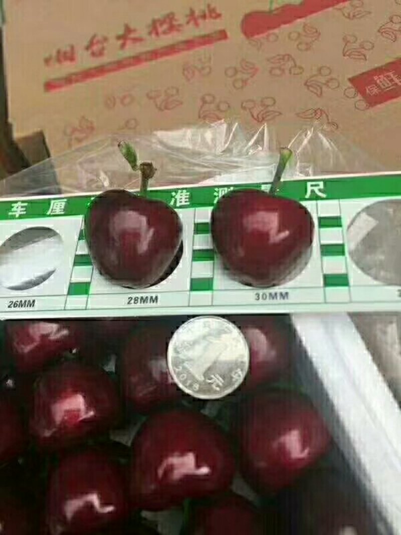 美早大樱桃