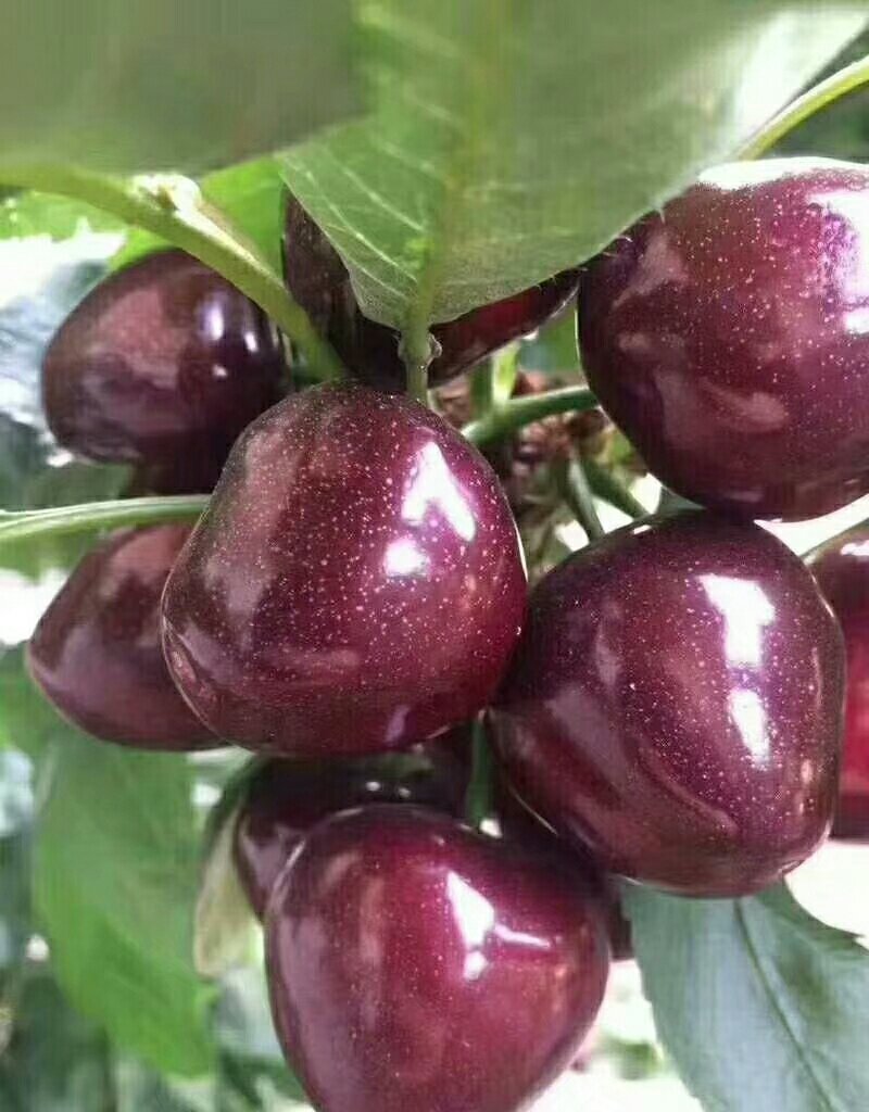 美早大樱桃