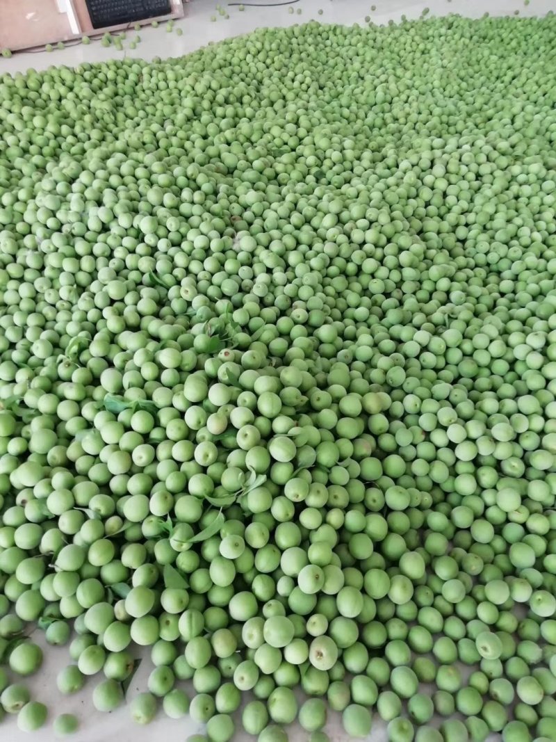 梅子新鲜高山大青梅酸梅大量现货手工摘