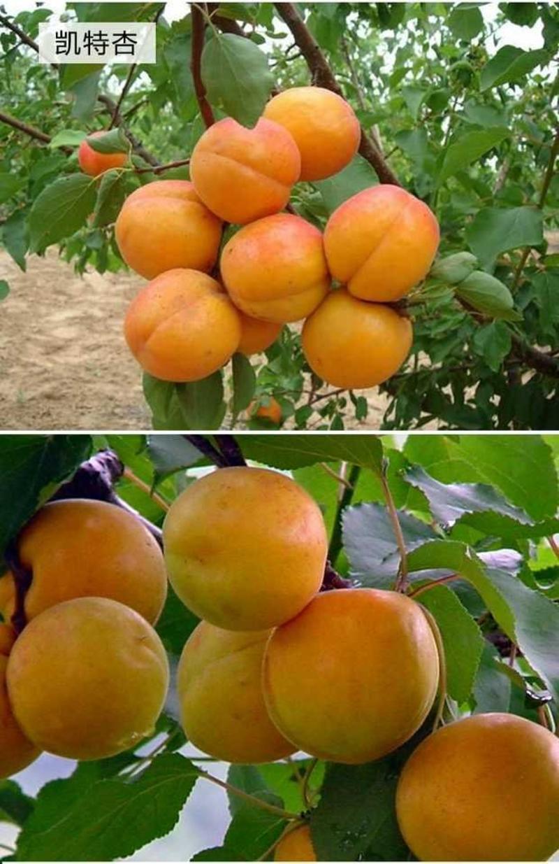 杏树苗，凯特杏，金太阳珍珠油杏等各种嫁接杏树苗