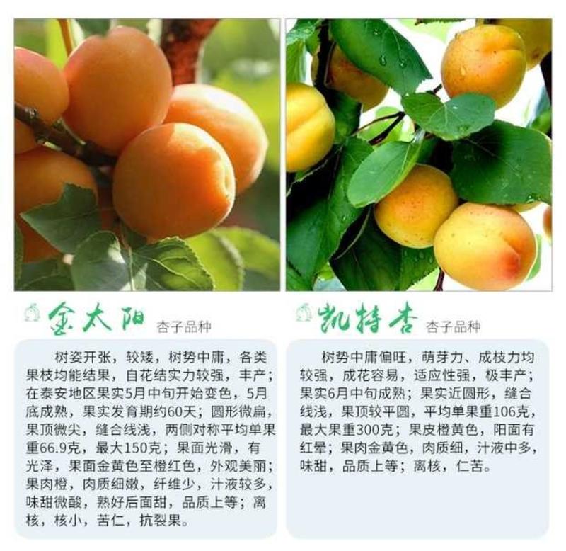 杏树苗，凯特杏，金太阳珍珠油杏等各种嫁接杏树苗