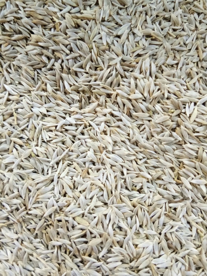 生菜籽（黑~白）无硫补钙高手配比黄瓜籽可打粉食用