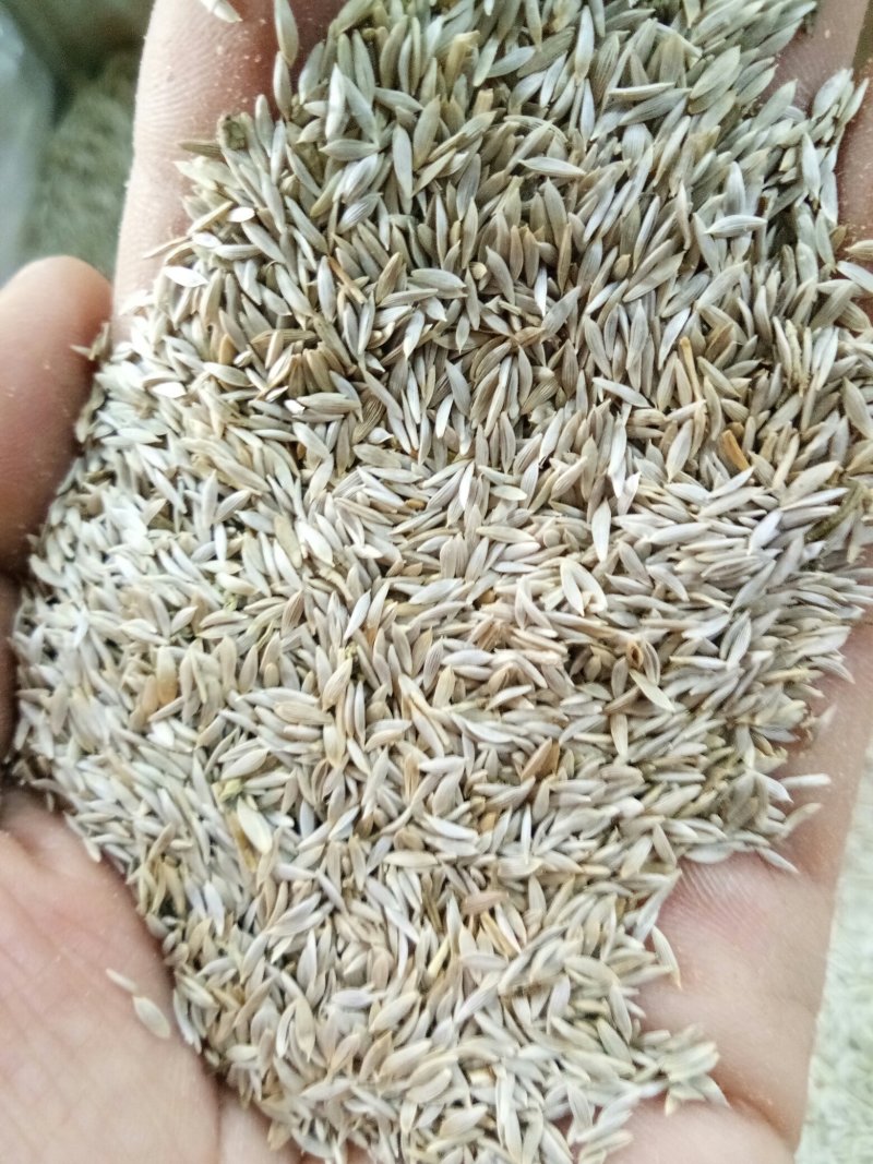 生菜籽（黑~白）无硫补钙高手配比黄瓜籽可打粉食用