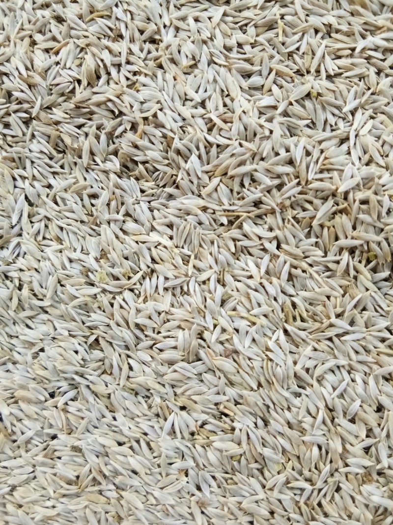 生菜籽（黑~白）无硫补钙高手配比黄瓜籽可打粉食用