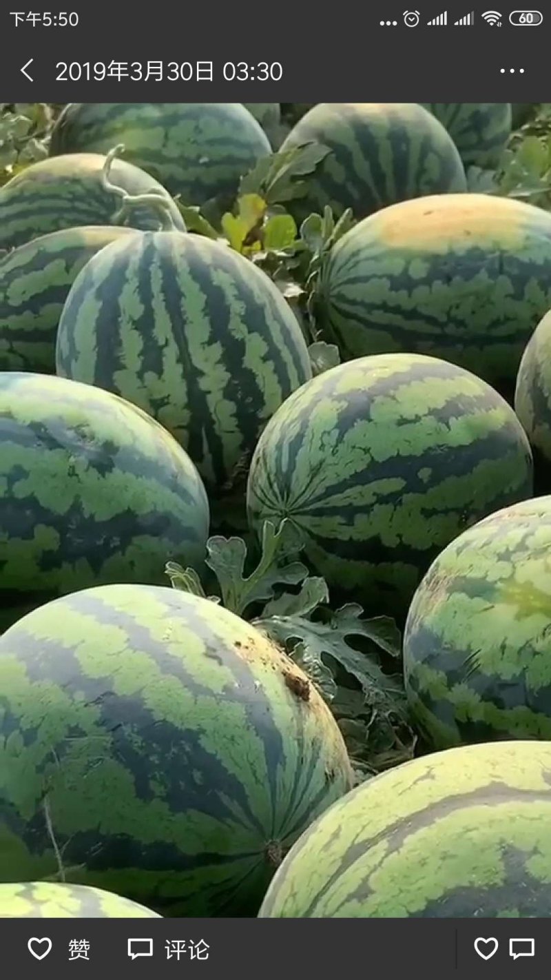 万亩甜王上市，25年种瓜经验