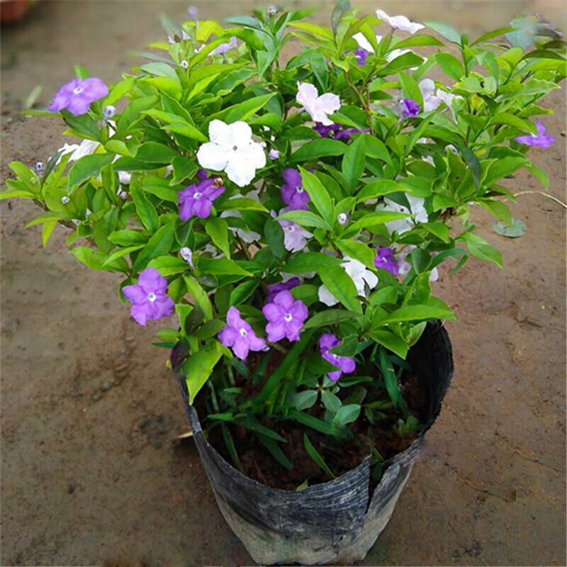 双色茉莉花苗盆栽净化空气香味浓郁室内花卉绿植盆景植物白色