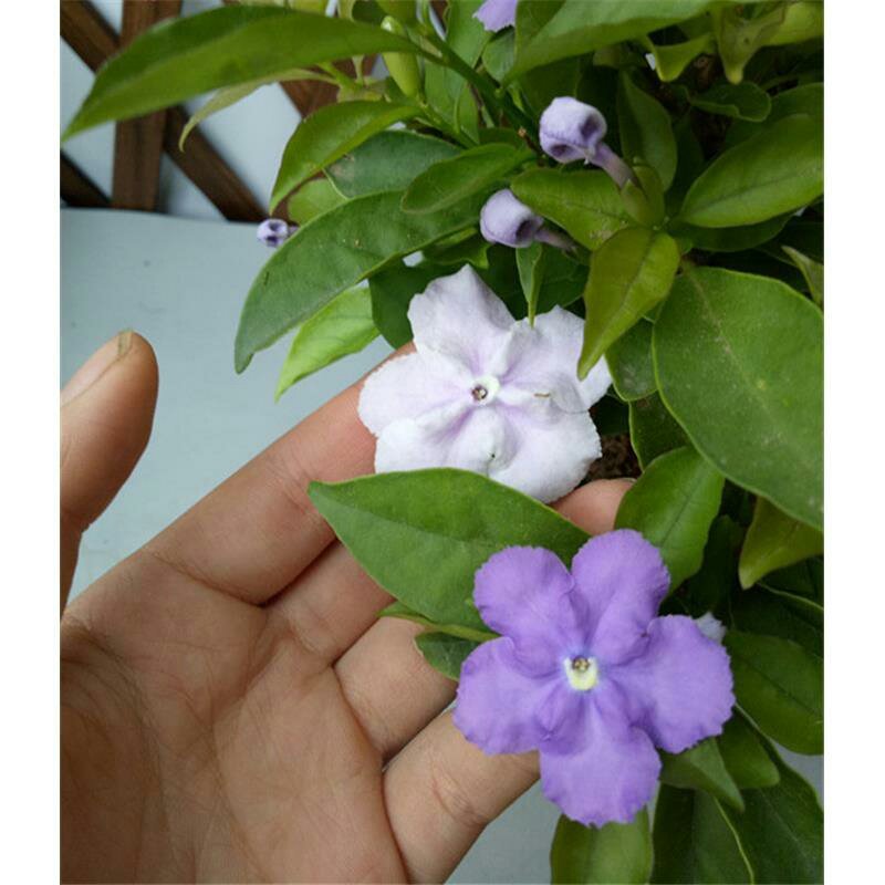 双色茉莉花苗盆栽净化空气香味浓郁室内花卉绿植盆景植物白色