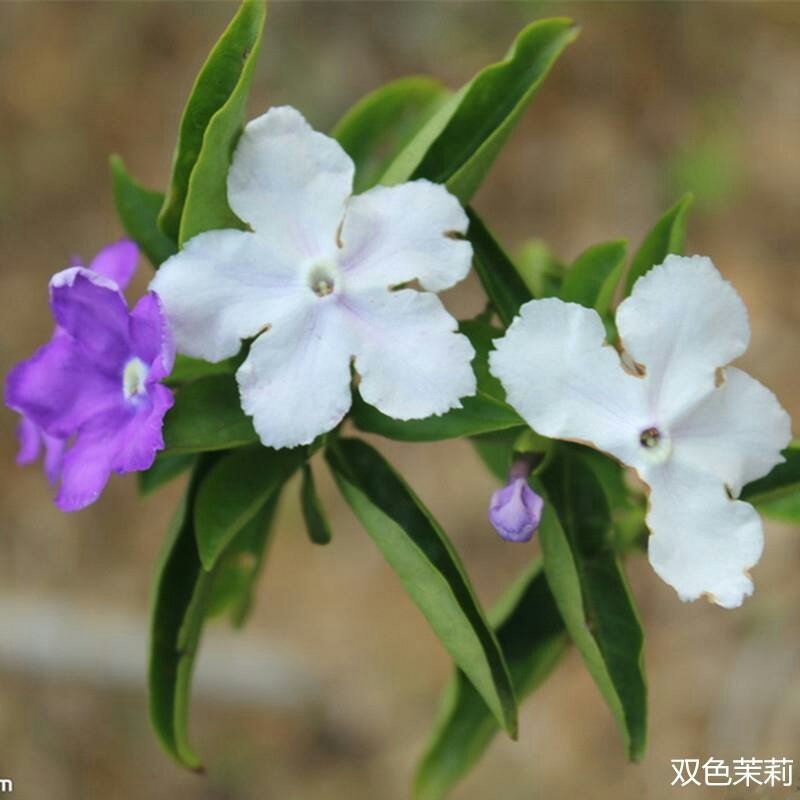双色茉莉花苗盆栽净化空气香味浓郁室内花卉绿植盆景植物白色