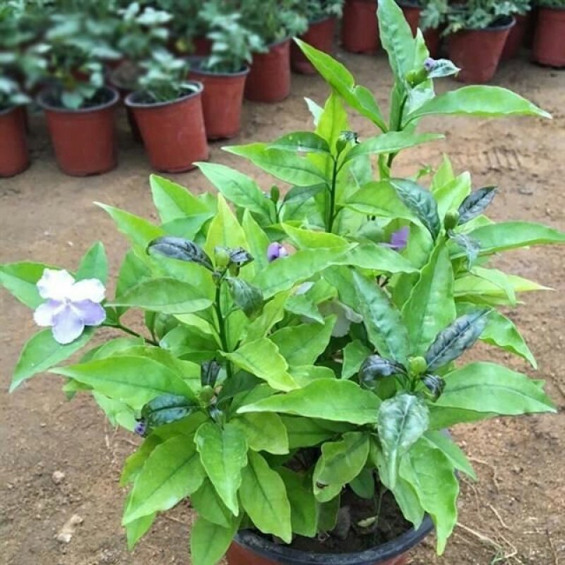 双色茉莉花苗盆栽净化空气香味浓郁室内花卉绿植盆景植物白色