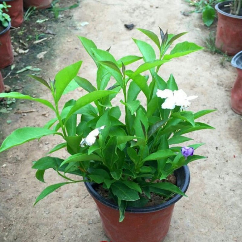 双色茉莉花苗盆栽净化空气香味浓郁室内花卉绿植盆景植物白色