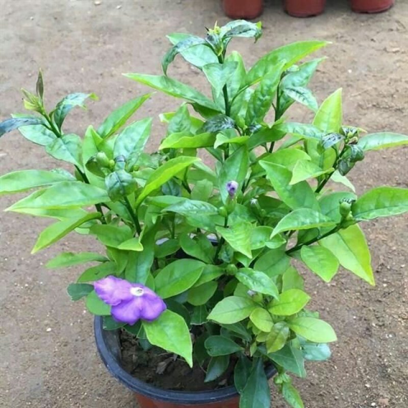 双色茉莉花苗盆栽净化空气香味浓郁室内花卉绿植盆景植物白色
