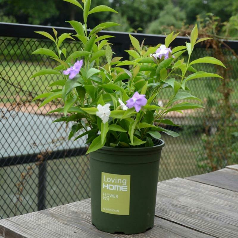 双色茉莉花苗盆栽净化空气香味浓郁室内花卉绿植盆景植物白色