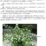 双色茉莉花苗盆栽净化空气香味浓郁室内花卉绿植盆景植物白色