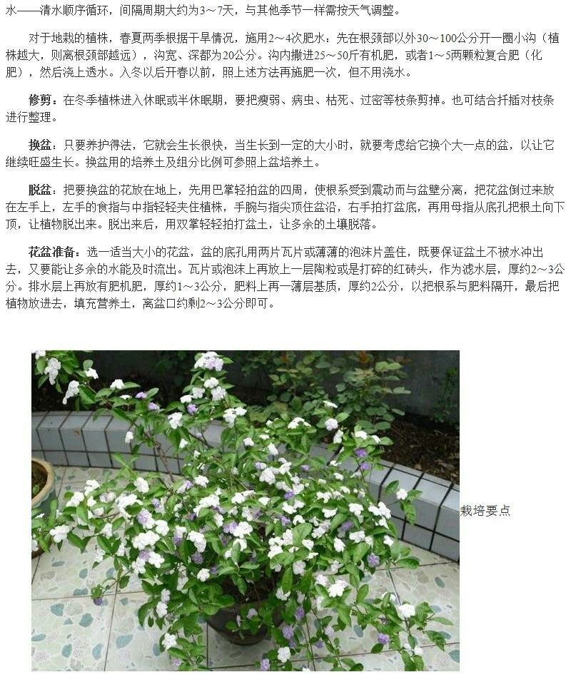 双色茉莉花苗盆栽净化空气香味浓郁室内花卉绿植盆景植物白色