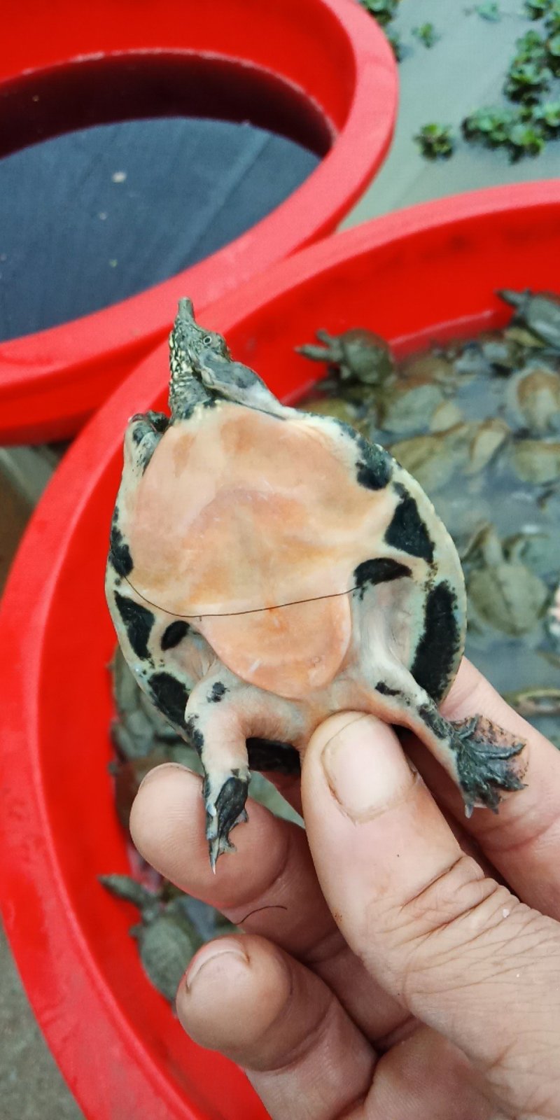 甲鱼苗，甲鱼蛋