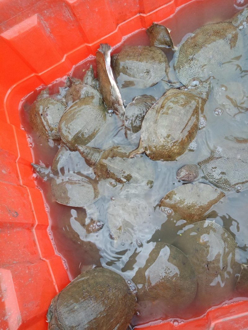 甲鱼苗