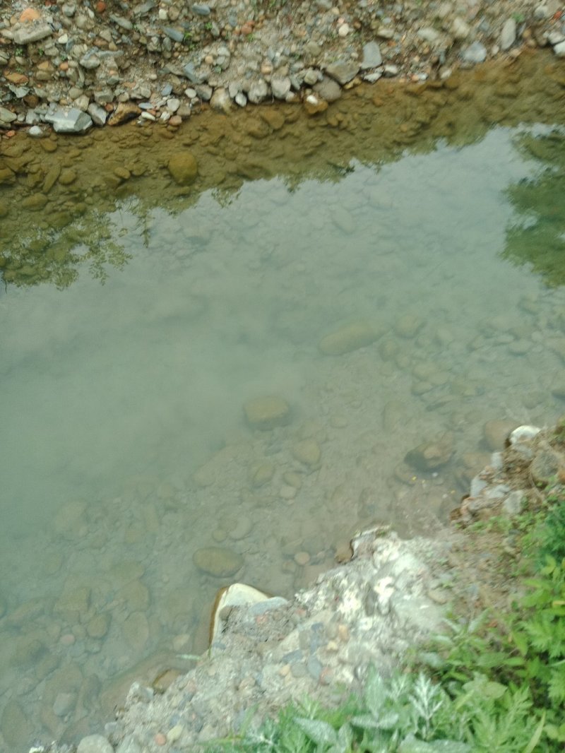 鲶鱼一埃及鲶鱼