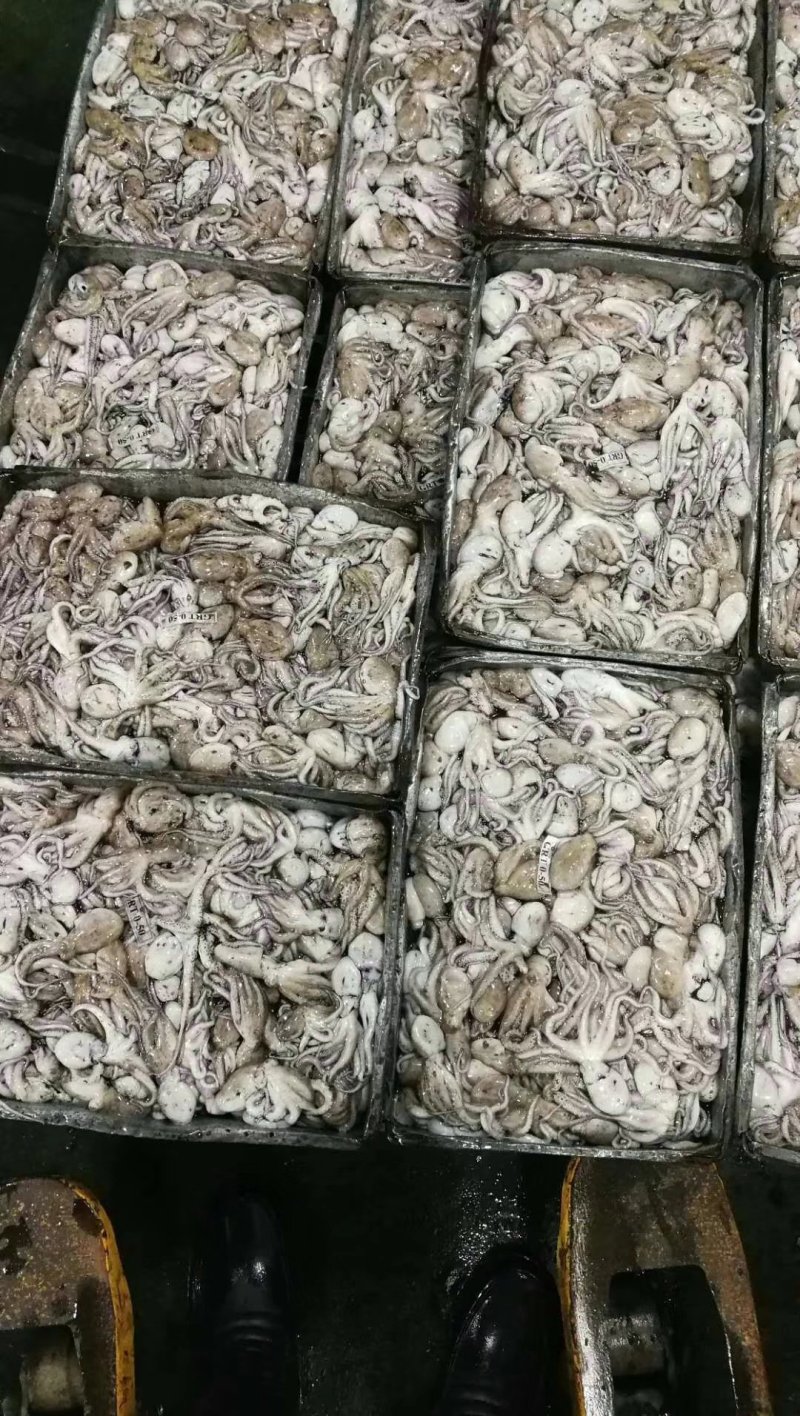八爪鱼，船冻八爪品质新鲜，口感脆嫩，没有任何添加剂，长期