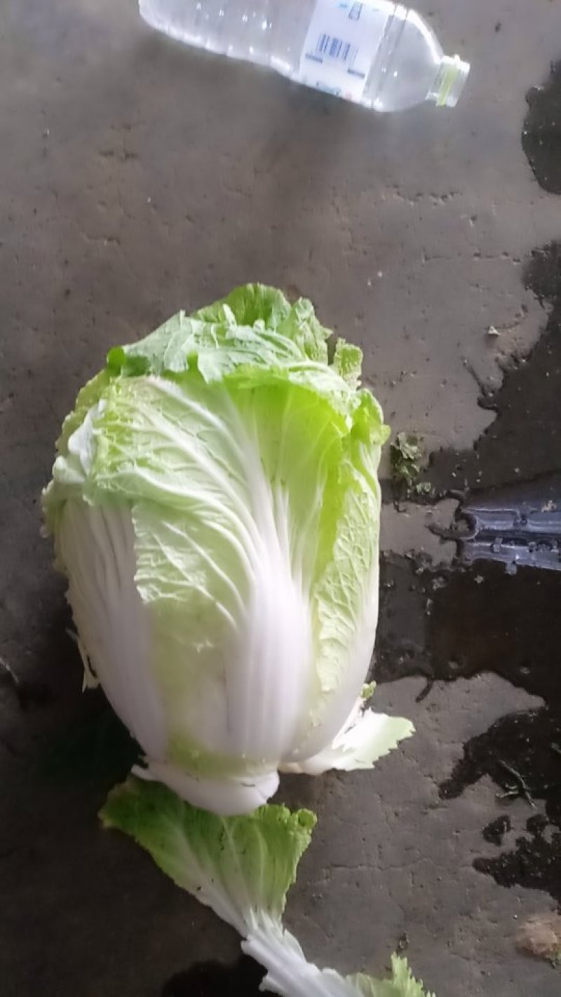 白菜
