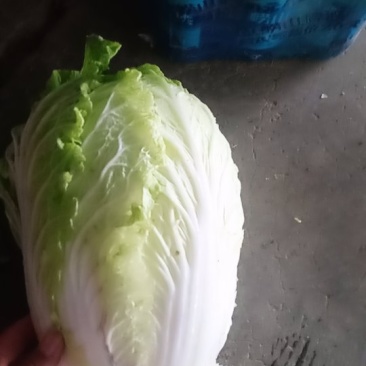 白菜