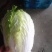 白菜