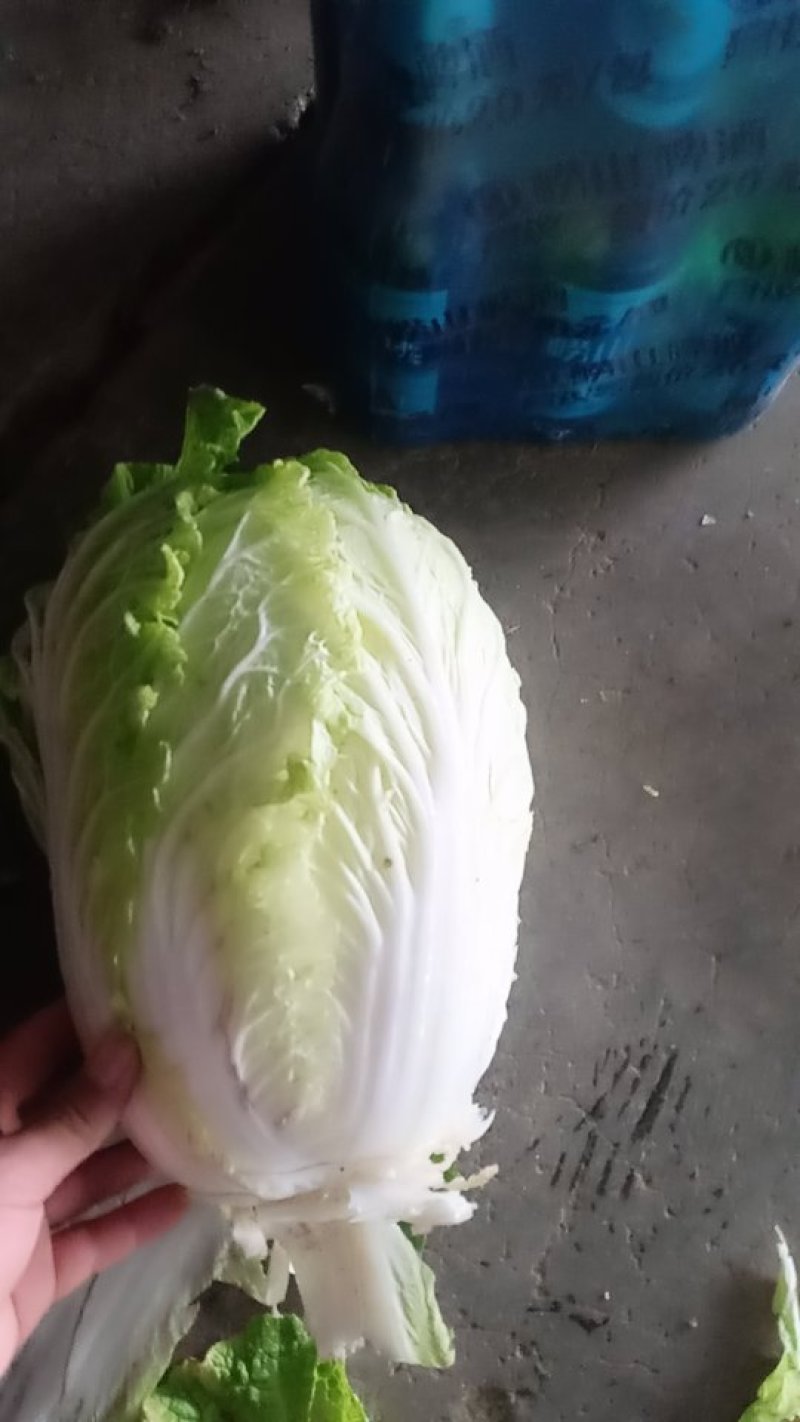 白菜