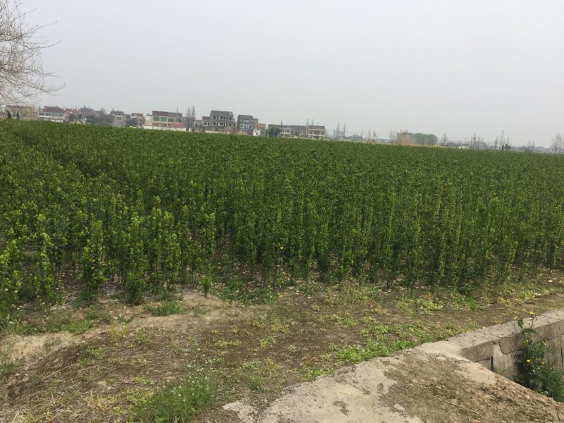 大叶黄杨工程苗