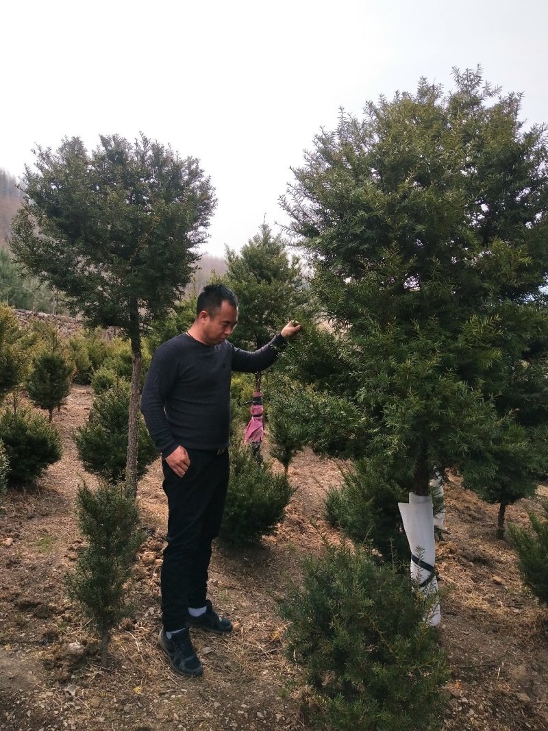 常年出售红豆杉树及各种规格小苗