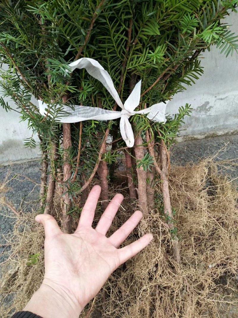 常年出售红豆杉树及各种规格小苗