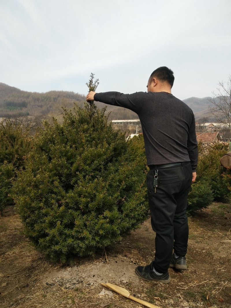 常年出售红豆杉树及各种规格小苗