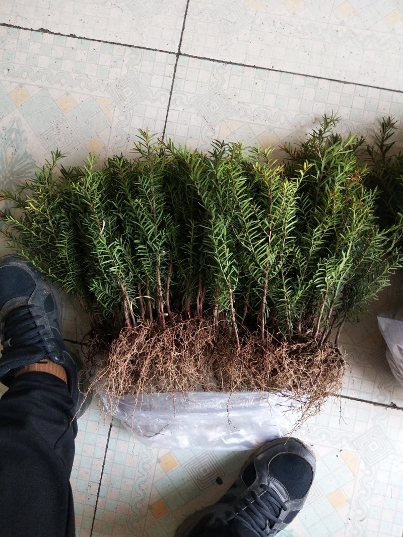 常年出售红豆杉树及各种规格小苗