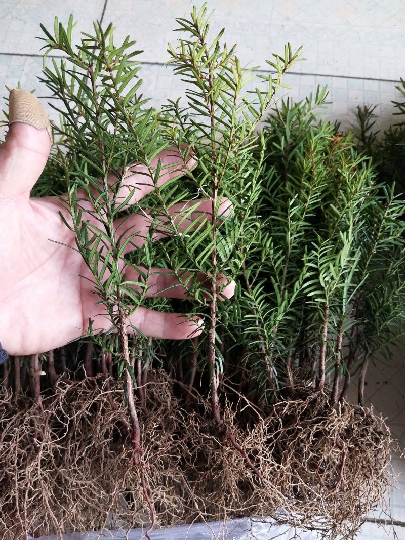常年出售红豆杉树及各种规格小苗