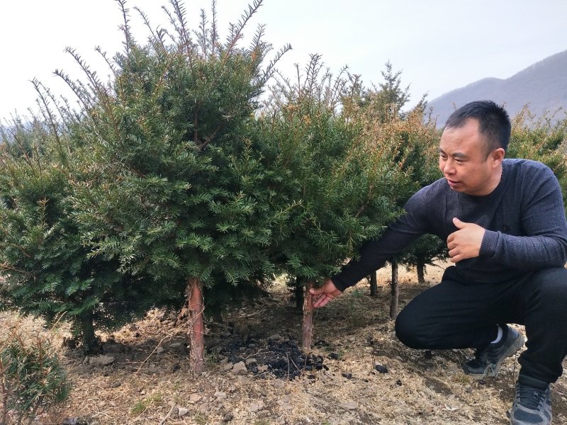常年出售红豆杉树及各种规格小苗