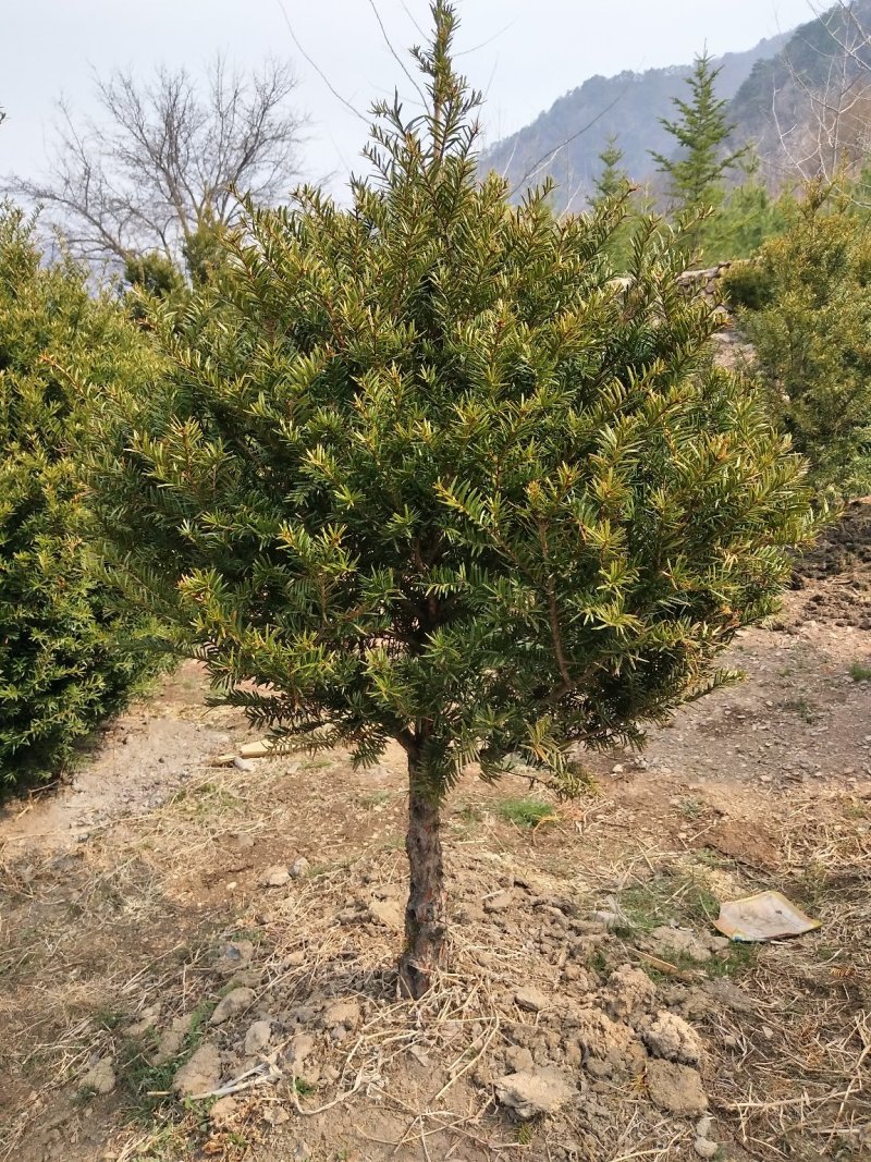 常年出售红豆杉树及各种规格小苗