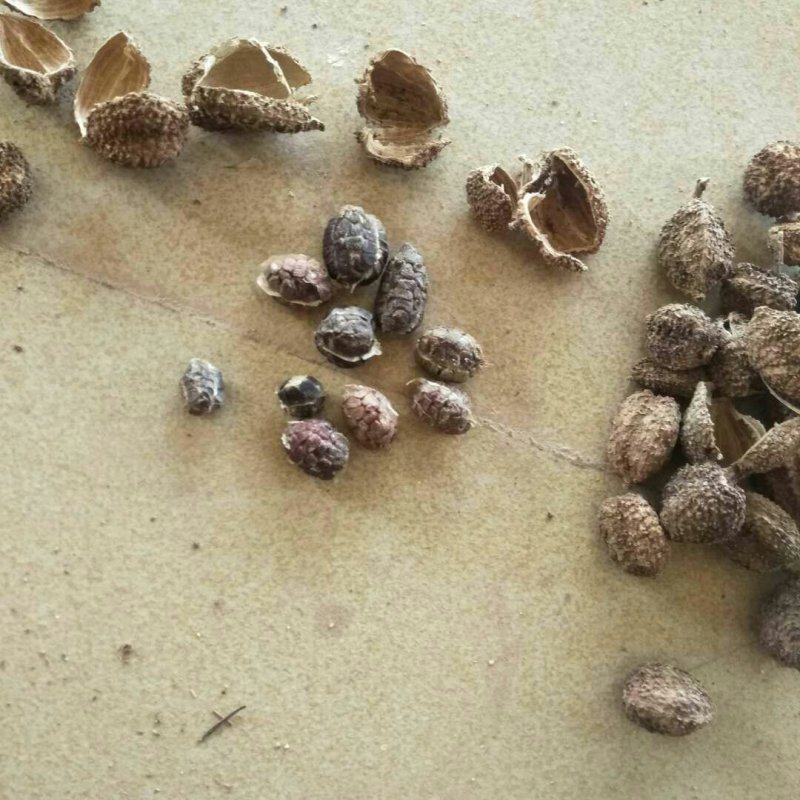 砂仁果