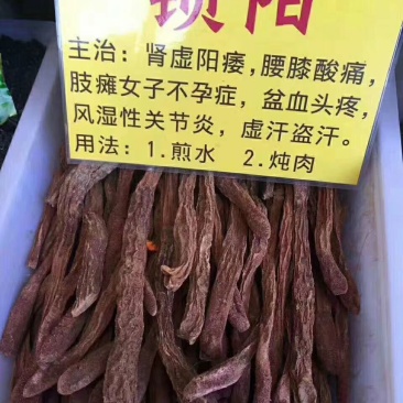 塔克拉玛干野生锁阳